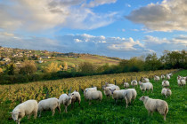 Domaine Albert