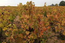 Beaujolais Gate