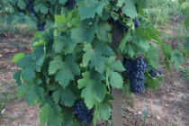 Beaujolais Gate