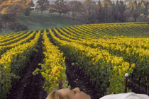 Les Maritonnes Rouge & Blanc