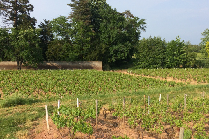 Beaujolais Gate