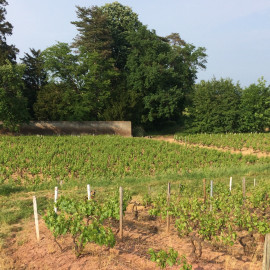 Lyonwinetours