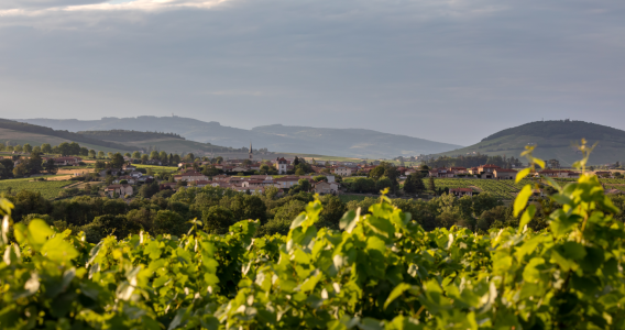 5 raisons d'organiser son séminaire en Beaujolais